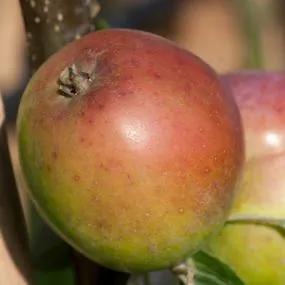 Sweet Coppin Cider Apple (Malus domestica Sweet Coppin) 1